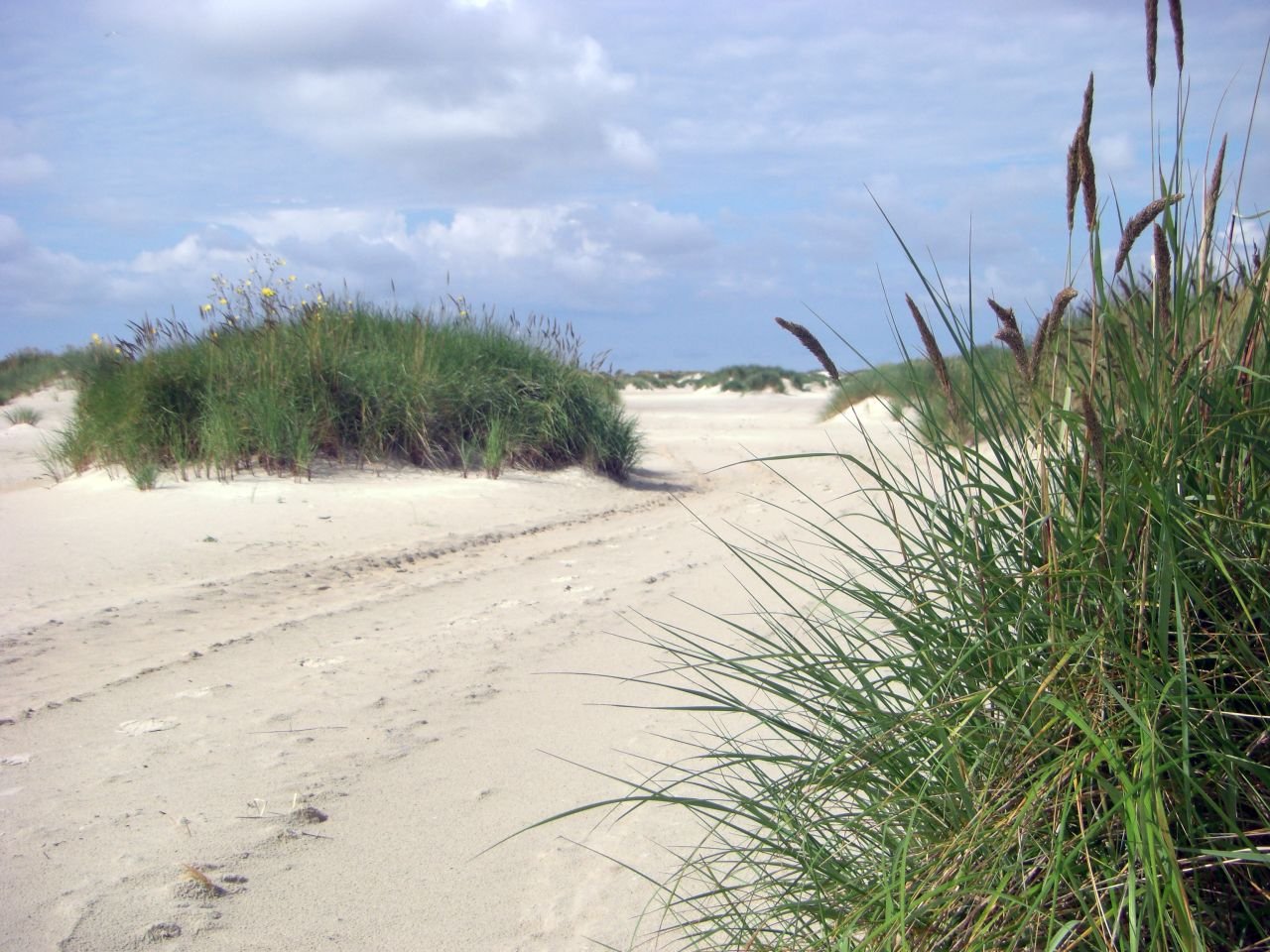 Amrum